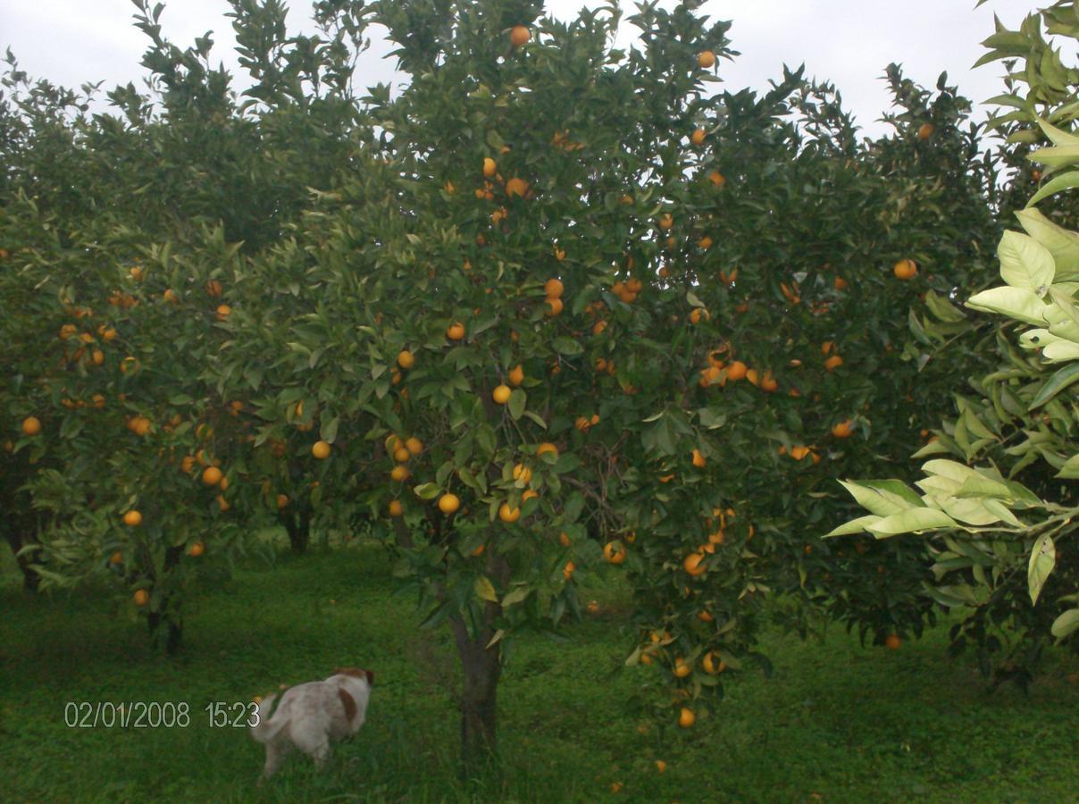 Villa La Cucullera Катандзаро Екстериор снимка